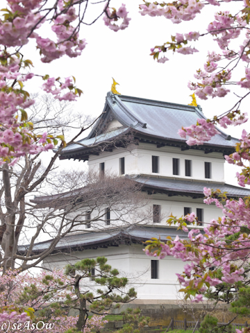 松前城と桜2012