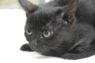黒猫なな