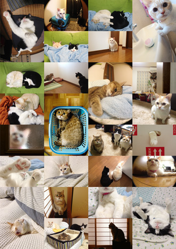 my _cats