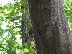 ナナフシモドキの茶色型が木に貼りついてました。