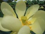 時期外れでも咲いてる品種の蓮もあります。「ヴァージニア蓮」9月16日撮影