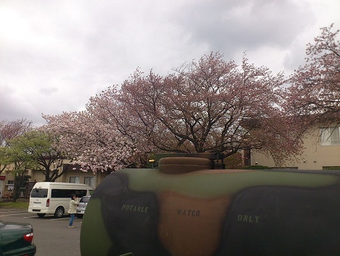 20130406 座間　桜