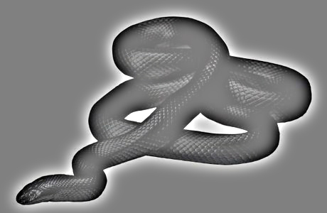 snake-repellent-information-800x800.jpg
