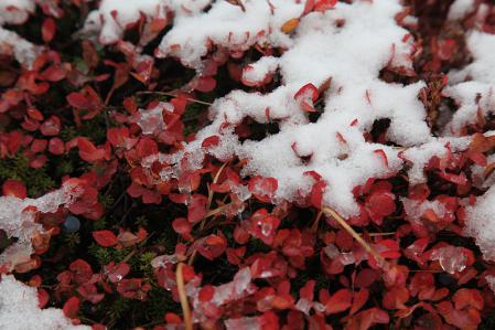 赤いクロマメノキに白い初雪