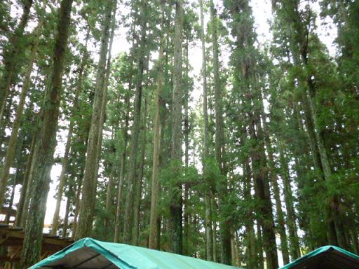 三川観光きのこ園杉林