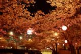 03_夜桜(北浜公園)