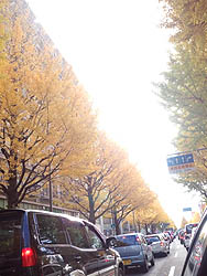 仙台・上杉通りの銀杏並木　秋です