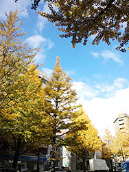 仙台・上杉通りの銀杏並木　黄色です