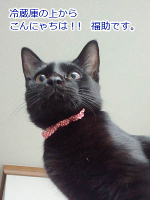 仙台の黒猫・福助ちゃん