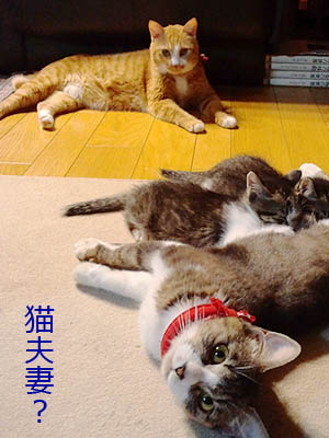 仙台の猫家族