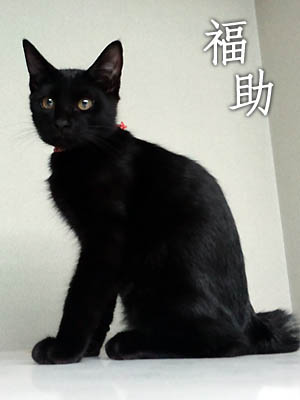 仙台の黒猫・決め顔の福助さん