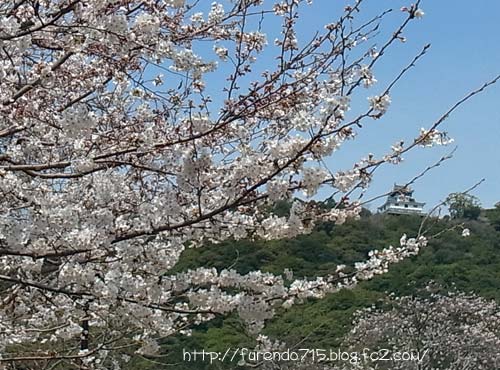 錦帯橋の桜