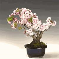 桜のミニ盆栽の作り方や育て方や剪定の仕方
