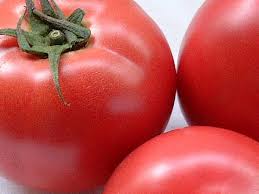 家庭菜園のトマトの剪定方法　剪定のやり方