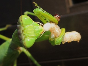 アワノメイガ幼虫を食べるカマキリ
