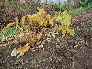エダマメ　たのくろ豆　栽培地