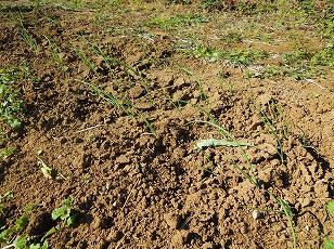 タマネギ　苗　栽培地