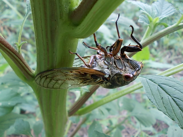 cicada20120821
