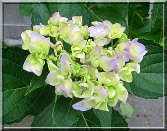 2012 紫陽花