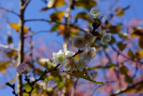 大阪冬桜1182