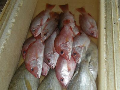 海外旅行と釣りと魚 インドネシアのスナッパーとハタ系魚