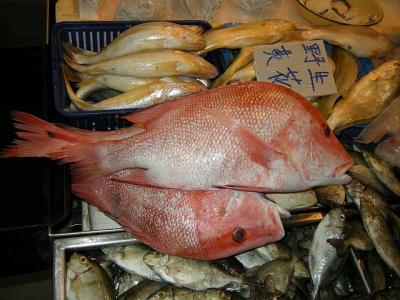海外旅行と釣りと魚 シンガポールのフエダイ系魚とハタ系魚