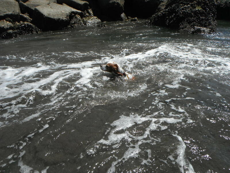 犬の海水浴２