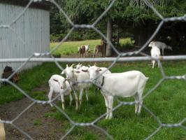 Goats-A