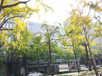 銀杏1