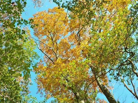 autumn colour in the blue sky