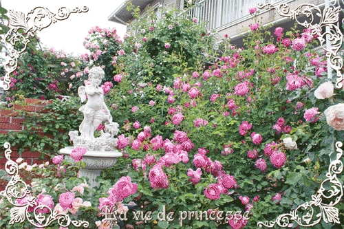 ブログTOP　天使の薔薇庭