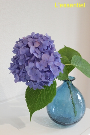 紫陽花と橋村大作さんのガラスの花器