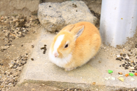 鼻先から額にかけて白い子ウサギがお気に入り超可愛いID:eN95xSiL0