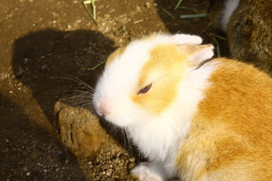 島内でのウサギの抱っこは禁止ID:eN95xSiL0