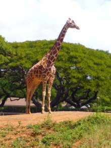 アラバマ生活雑記帳-Honolulu Zoo 2