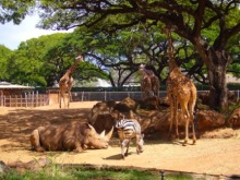 アラバマ生活雑記帳-Honolulu Zoo 3