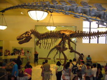 $アラバマ生活雑記帳-自然史博物館恐竜の骨