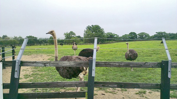 ostriches.jpg