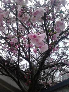 日本の桜とは違う種類