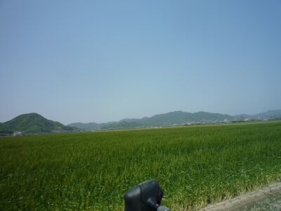 秋穂名田島あたりの麦畑