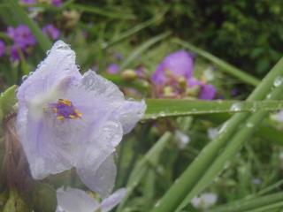 白い紫露草