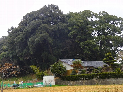 20120304_07_日吉神社の鎮守の森.jpg