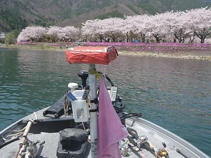 20120428ハワイ桜