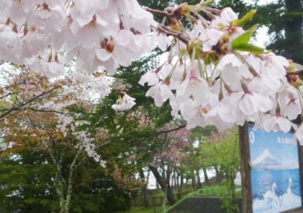 20120504山中湖桜