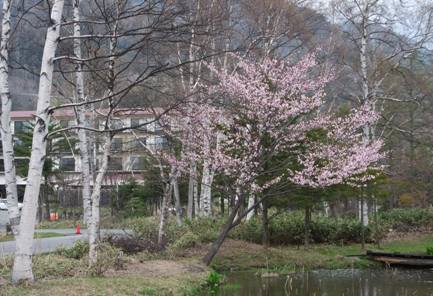日光湯元桜と白樺