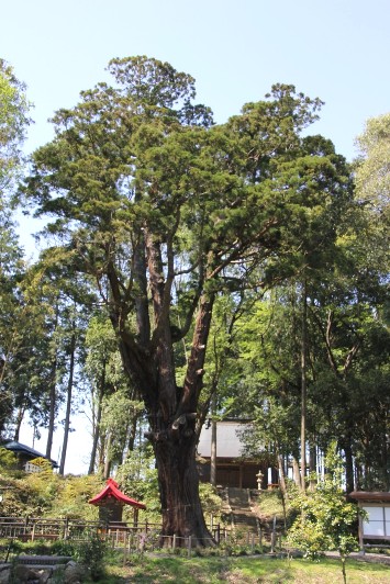 清水寺の杉
