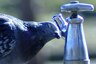美味しそうに水を飲む鳩