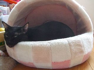 ピンクのベッドの黒い猫