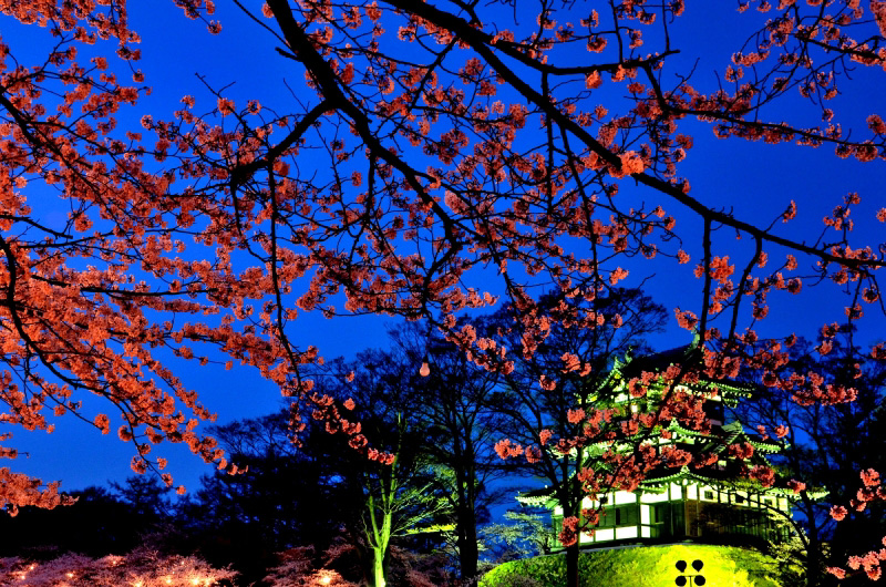 13.04.15-3夜桜