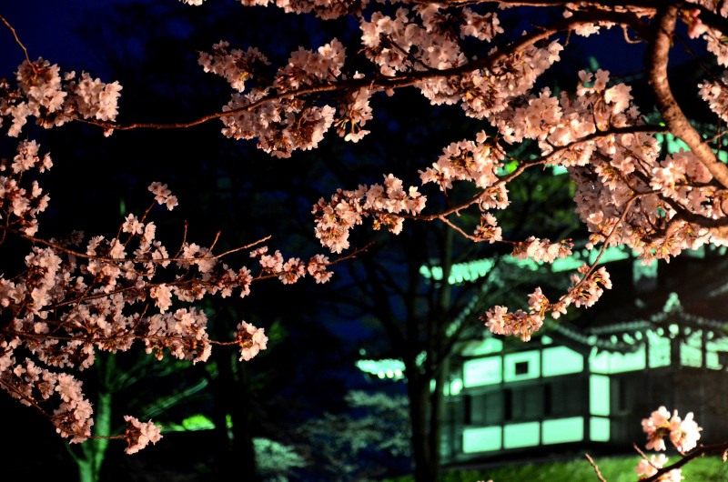 13.04.15-4夜桜